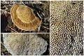 Daedaleopsis confragosa-amf1825